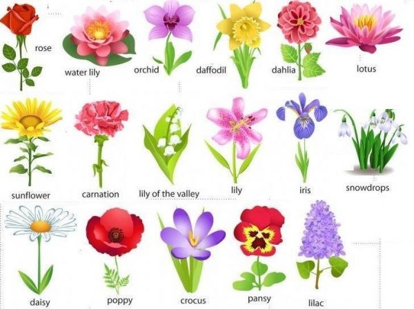 Tên các loại hoa bằng tiếng anh đẹp nhất - Các từ vựng tiếng anh về hoa bạn nên tham khảo